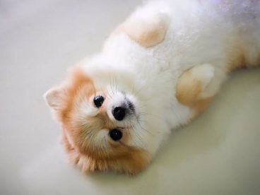 博美犬