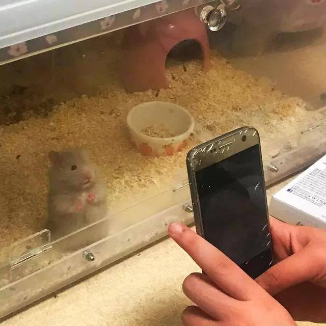 拍照时人家的仓鼠摆好pose等着，你的仓鼠犹如多动症患者~