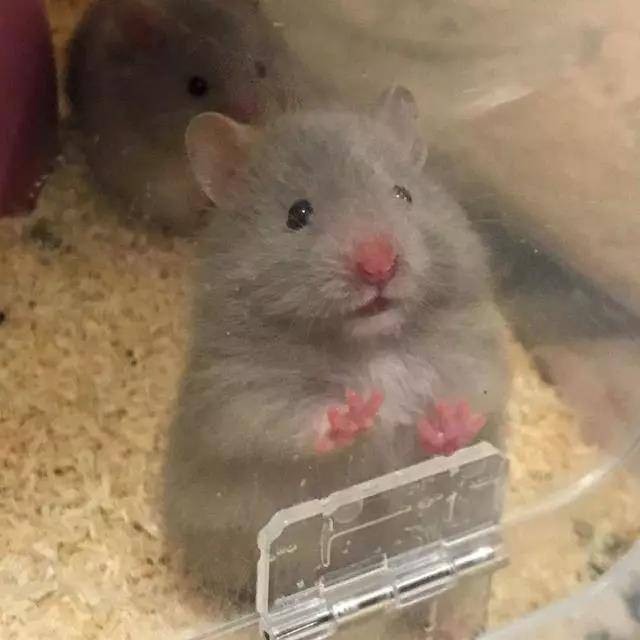 拍照时人家的仓鼠摆好pose等着，你的仓鼠犹如多动症患者~