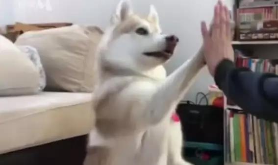 一只猫被一只二哈养大，但猫觉得自己是只狗