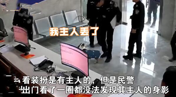 派出所里来了1只狗狗，围着警察们到处转：哪里来的小可爱呀？