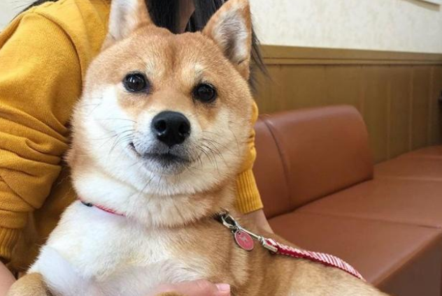 超偏心柴犬，见到男主人立刻飞奔求拥抱，对女主人却一脸冷漠