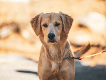 忠犬拉布拉多图片