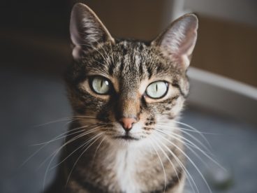 萌猫咪头像图片