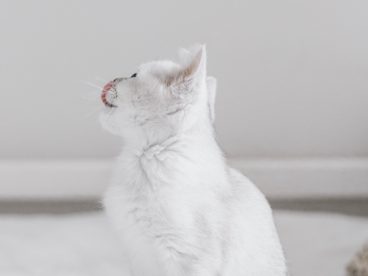 白色小萌猫图片