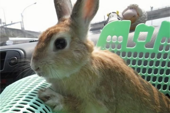 忌廉兔身份信息