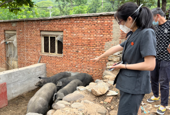 两条宠物犬咬伤邻家六头猪，犬主人该如何赔偿？