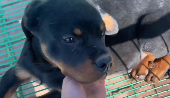 冷门烈性犬罗威纳竟还能卖到1万6?网友:大哥太牛了