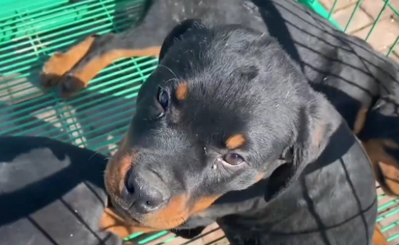 冷门烈性犬罗威纳竟还能卖到1万6?网友:大哥太牛了