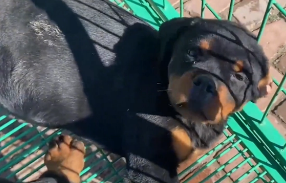 冷门烈性犬罗威纳竟还能卖到1万6?网友:大哥太牛了