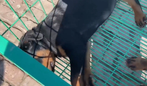 冷门烈性犬罗威纳竟还能卖到1万6?网友:大哥太牛了