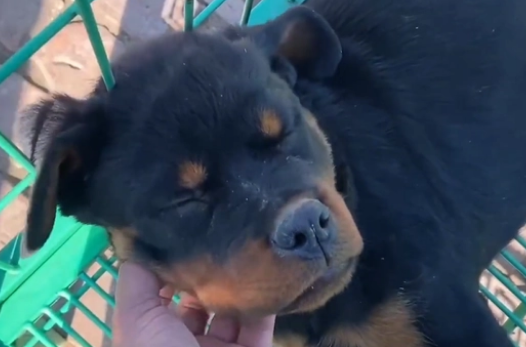 冷门烈性犬罗威纳竟还能卖到1万6?网友:大哥太牛了