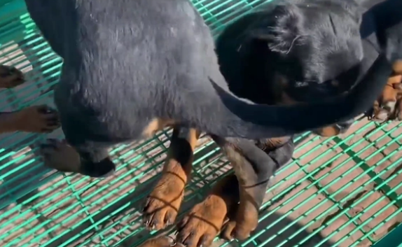 冷门烈性犬罗威纳竟还能卖到1万6?网友:大哥太牛了