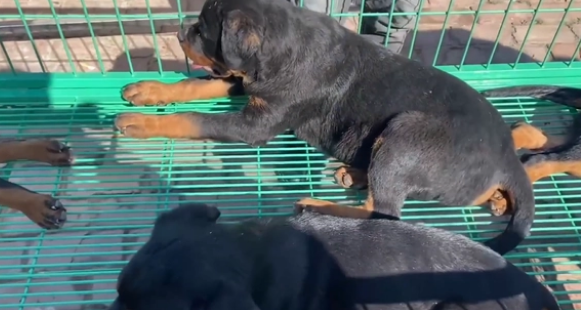冷门烈性犬罗威纳竟还能卖到1万6?网友:大哥太牛了