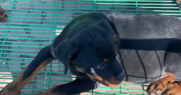 冷门烈性犬罗威纳竟还能卖到1万6？网友：大哥太牛了
