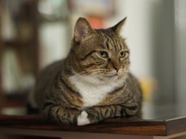 可爱小花猫图片