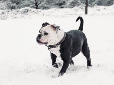 冬季雪地大陆斗牛犬图片