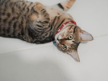 孟加拉猫可爱图片