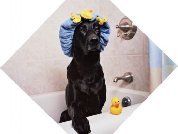 拉布拉多犬搞笑图片