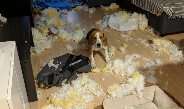 狗主人破口大骂：“我每日都遛猫遛狗，为何狗狗還是撕家？