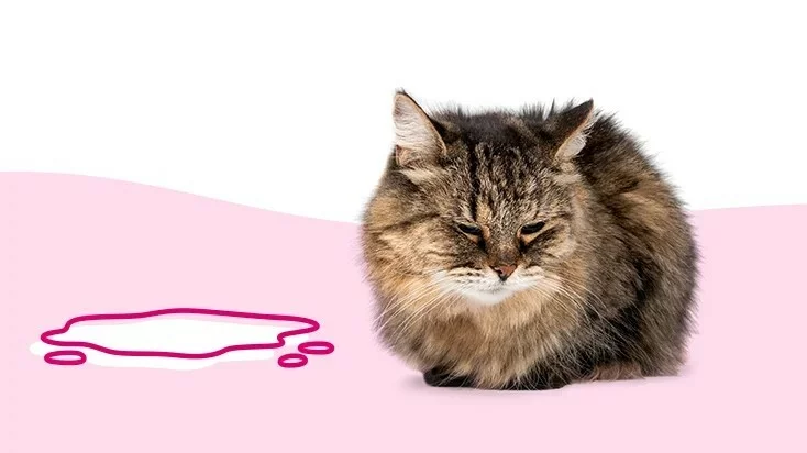 为什么我的猫会尿血？6 个常见原因