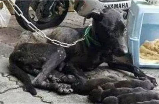 狗狗被铁链锁着当狗种，年老体衰仍坚持喂孩子，这母爱令人动容