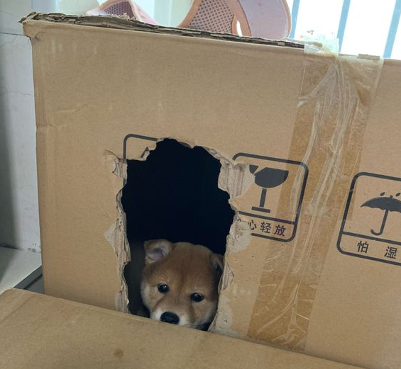 柴犬作梦在搬新家，醒来时发觉在熟悉的地区，狗：咋真穿越后？