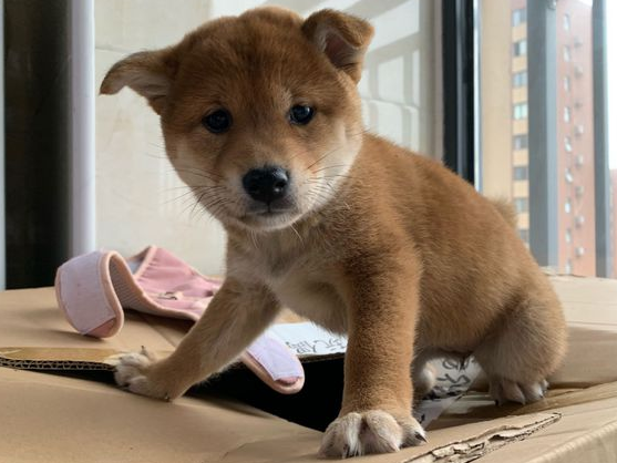 柴犬作梦在搬新家，醒来时发觉在熟悉的地区，狗：咋真穿越后？
