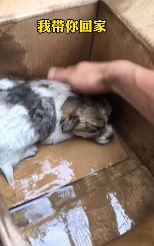 暴雨后门口多出了个纸箱，男子打开后愣住了：谁放门口的小奶狗？
