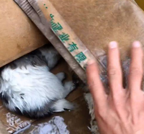 暴雨后门口多出了个纸箱，男子打开后愣住了：谁放门口的小奶狗？
