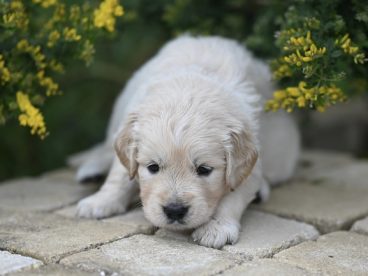 趴在地上的白色金毛猎犬图片