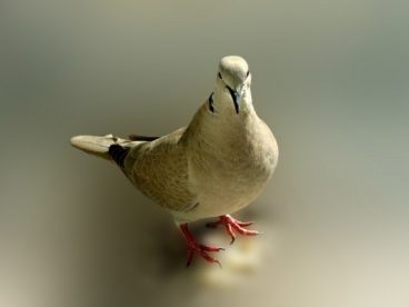 鸽子特写图片