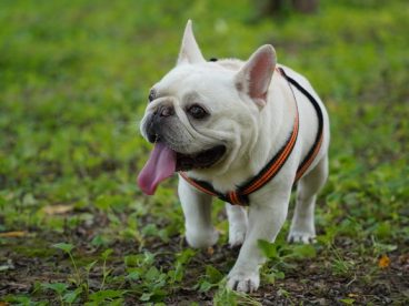高清可爱法国斗牛犬图片