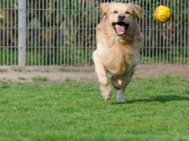美国金毛犬图片