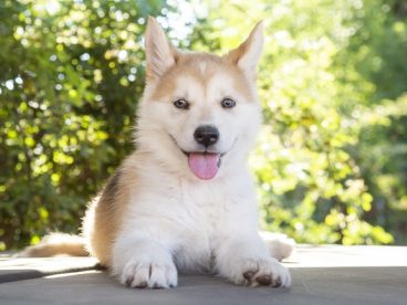 日本可爱秋田犬图片
