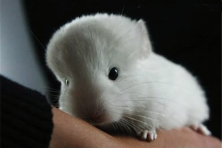 粉白龙猫身份信息