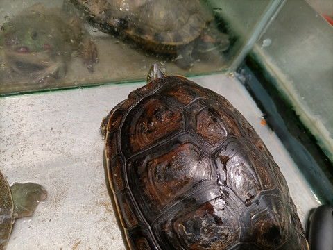 中华草龟，中华草龟会咬人吗
