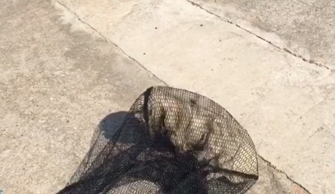 湖南：毛发打结，被嫌脏的流浪狗，被救后大变样！因为它也曾是一只宠物狗