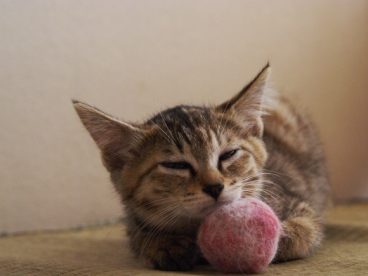 一只熟睡小花猫图片