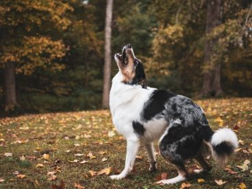 秋季树林边境牧羊犬摄影图片