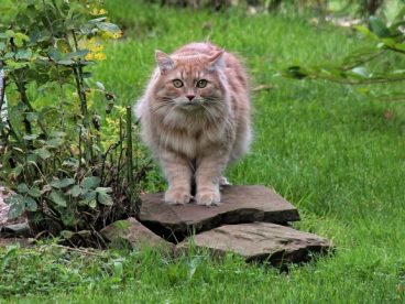 森林猫野猫图片