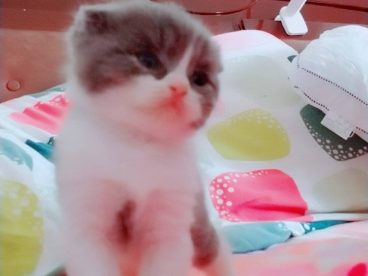 英国短毛猫妹妹蓝白色