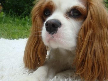 白色可卡犬图片