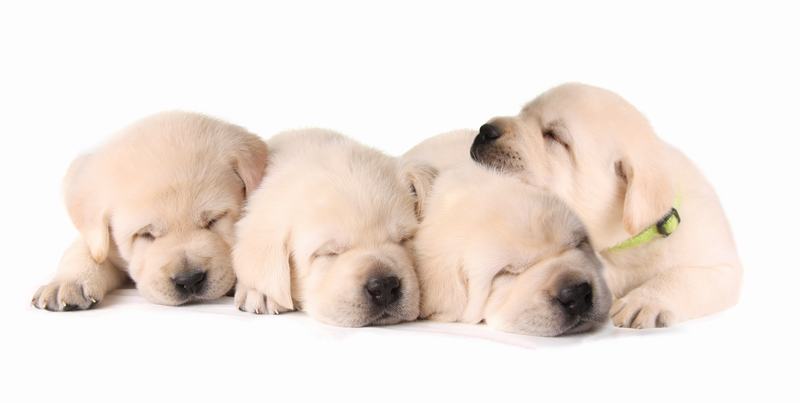 英国斗牛犬品种介绍:独特魅力与忠诚伙伴