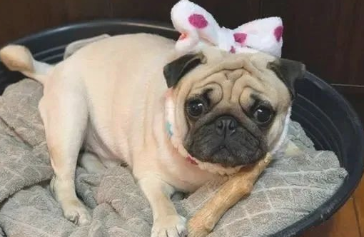 巴哥犬被塞了一个奶嘴后，結果吸着吸着早已三岁了……还没有断奶！