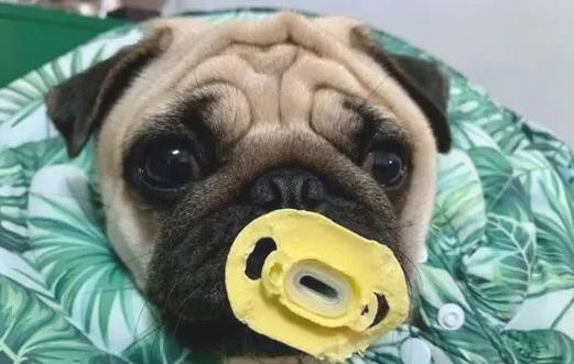巴哥犬被塞了一个奶嘴后，結果吸着吸着早已三岁了……还没有断奶！