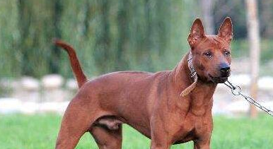 澳大利亚一只猎犬为救小猫险丧命火灾中