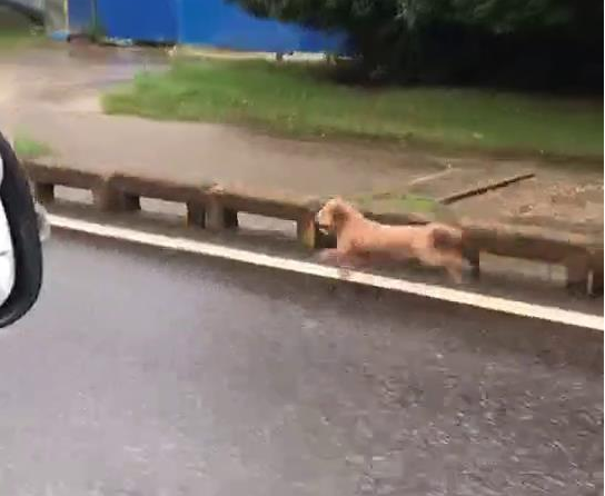 狗狗从电瓶车上没了出来，狂追了一公里才追赶主人，差点儿跑咽气