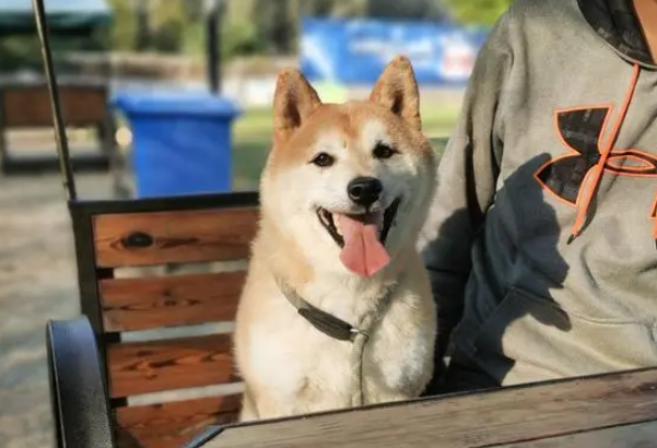 被第二次拍卖的柴犬登登：在等一个不会抛弃它的新主人