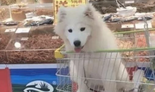 萨摩逛商场见到榴莲果非要主人买回家了,狗狗:不买我夜里就住这了!